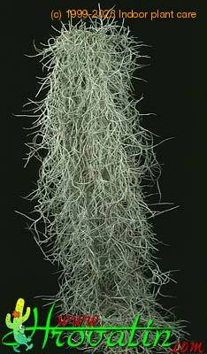 Tillandsia usneoides 1813