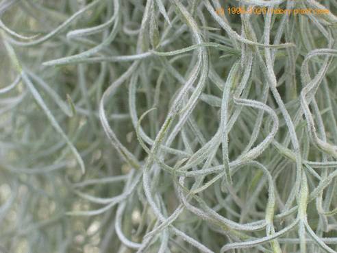 Tillandsia usneoides