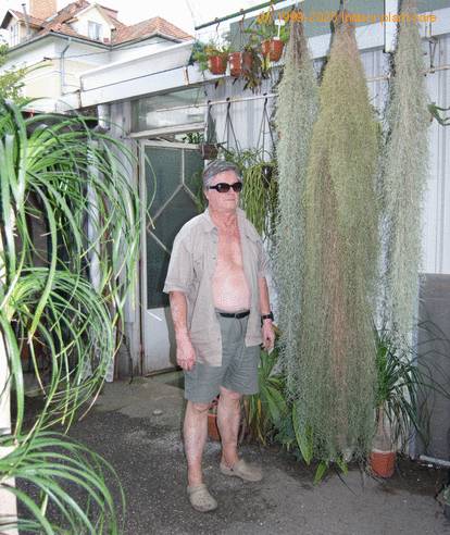 Tillandsias usneoides-SIb