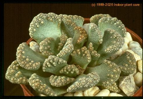 Titanopsis