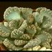 Titanopsis