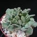 Titanopsis calcarea