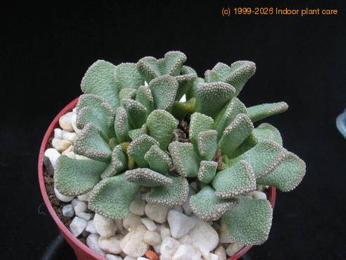 Titanopsis calcarea