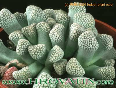 Titanopsis primosii 1513