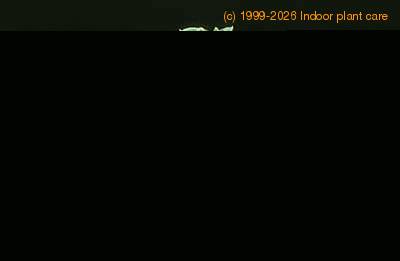 Tradescantia navicularis 1097