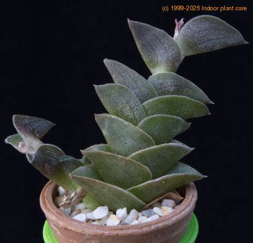 Tradescantia navicularis MOP