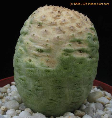 Trichocaulon cactiformis