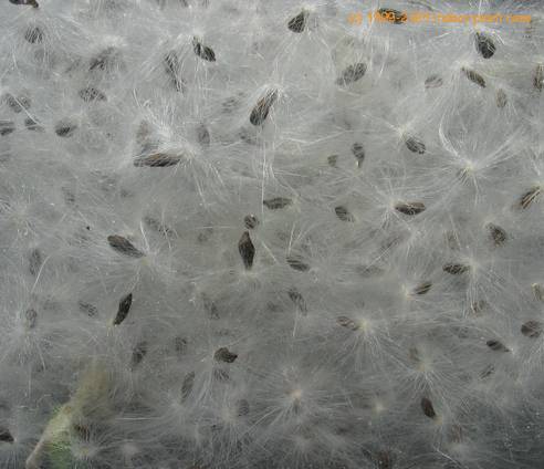 Trichocaulon cactiformis SIs1