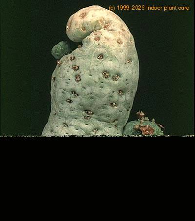 Trichocaulon dinteri 1346