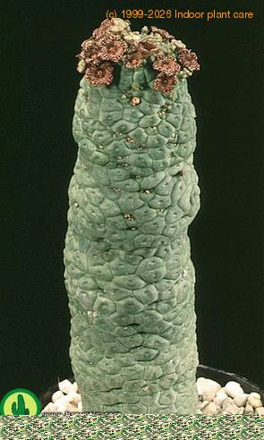 Trichocaulon dinteri add1 1347