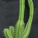 Trichocereus pachanoi 1