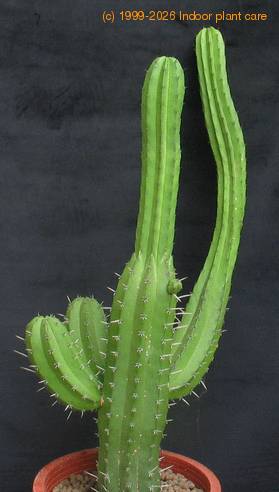 Trichocereus pachanoi 1