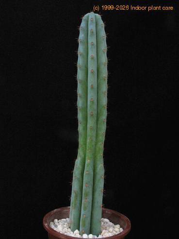 Trichocereus pachanoi-2