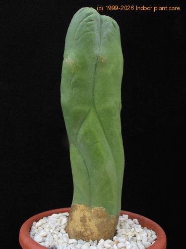 Trichocereus pachanoi 3