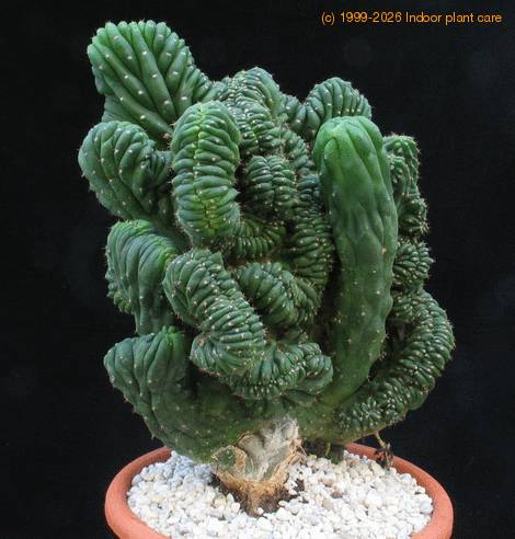 Trichocereus pachanoi f. cristata