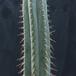 Trichocereus peruvianus 2