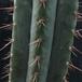 Trichocereus peruvianus 3