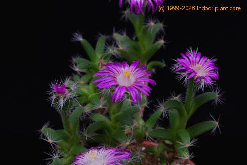 Trichodiadema densum 1