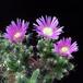 trichodiadema densum fl