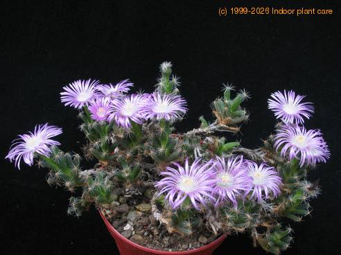 Trichodiadema densum SIb