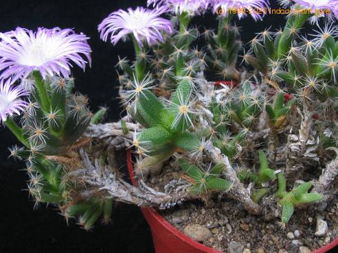 Trichodiadema densum SIt