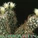 Turbinicarpus flaviflorus 280