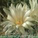 Turbinicarpus flaviflorus flower 281