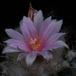 Turbinicarpus lauii SIf