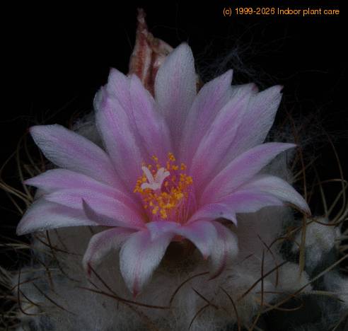 Turbinicarpus lauii SIf