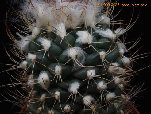 Turbinicarpus lauii SIt