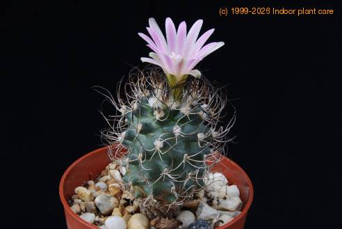 Turbinicarpus pseudomacrochele ssp lausseri