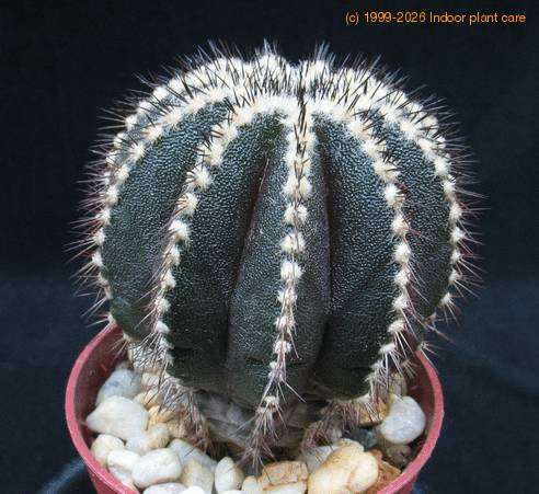 Uebelmania pectinifera