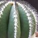 Uebelmania pectinifera thorn