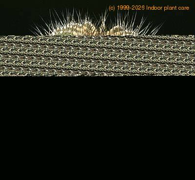Uebelmannia flavispina 367