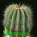 Uebelmannia flavispina 367