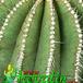 Uebelmannia flavispina thorn 369