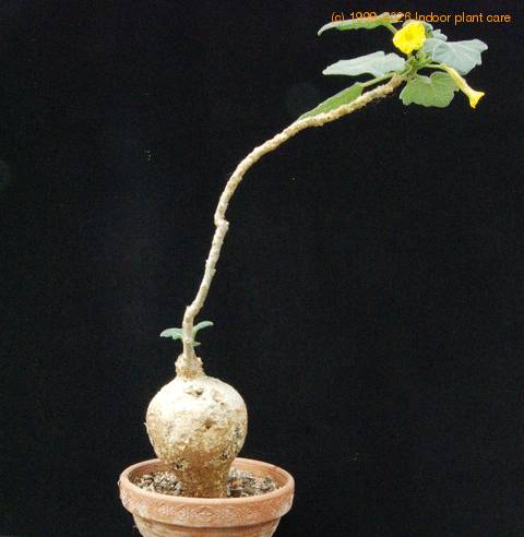 Uncarina leptocarpa SIb