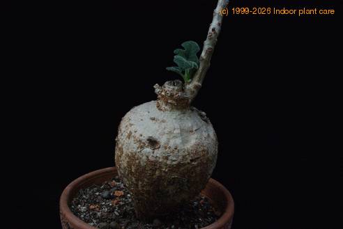 Uncarina leptocarpa SIc