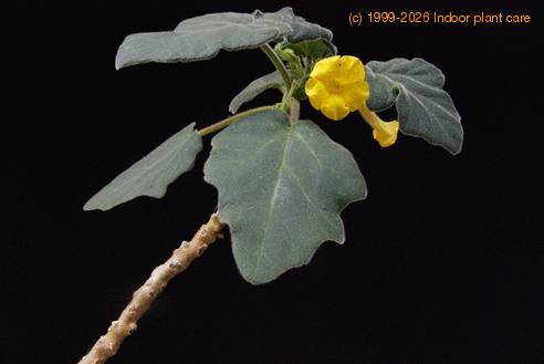 Uncarina leptocarpa SIf