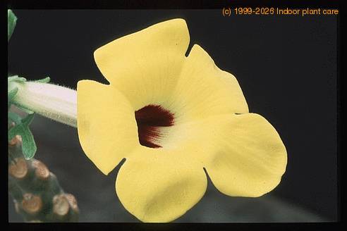 Uncarina roesliana 1678