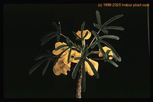 Uncarina roesliana 1683