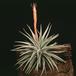 Vriesea espinosae 2861