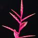 Vriesea hybrid ---Margot- 1