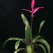 Vriesea hybrid ---Margot- 2