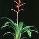 Vriesea species 1995