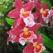 Vuylstekeara flower