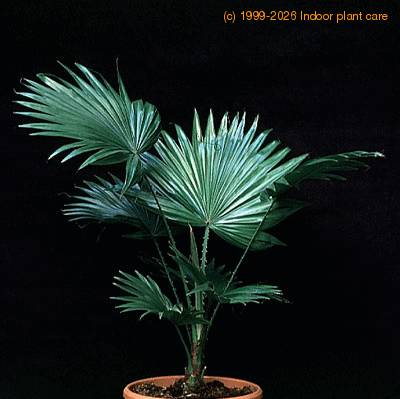 Washingtonia filifera 1736