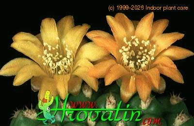 Weingartia brevispina flower 394