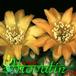 Weingartia brevispina flower 394
