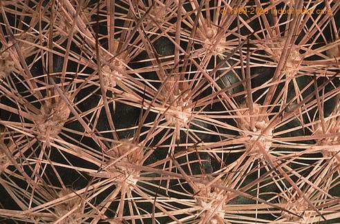 Weingartia mairanana-916